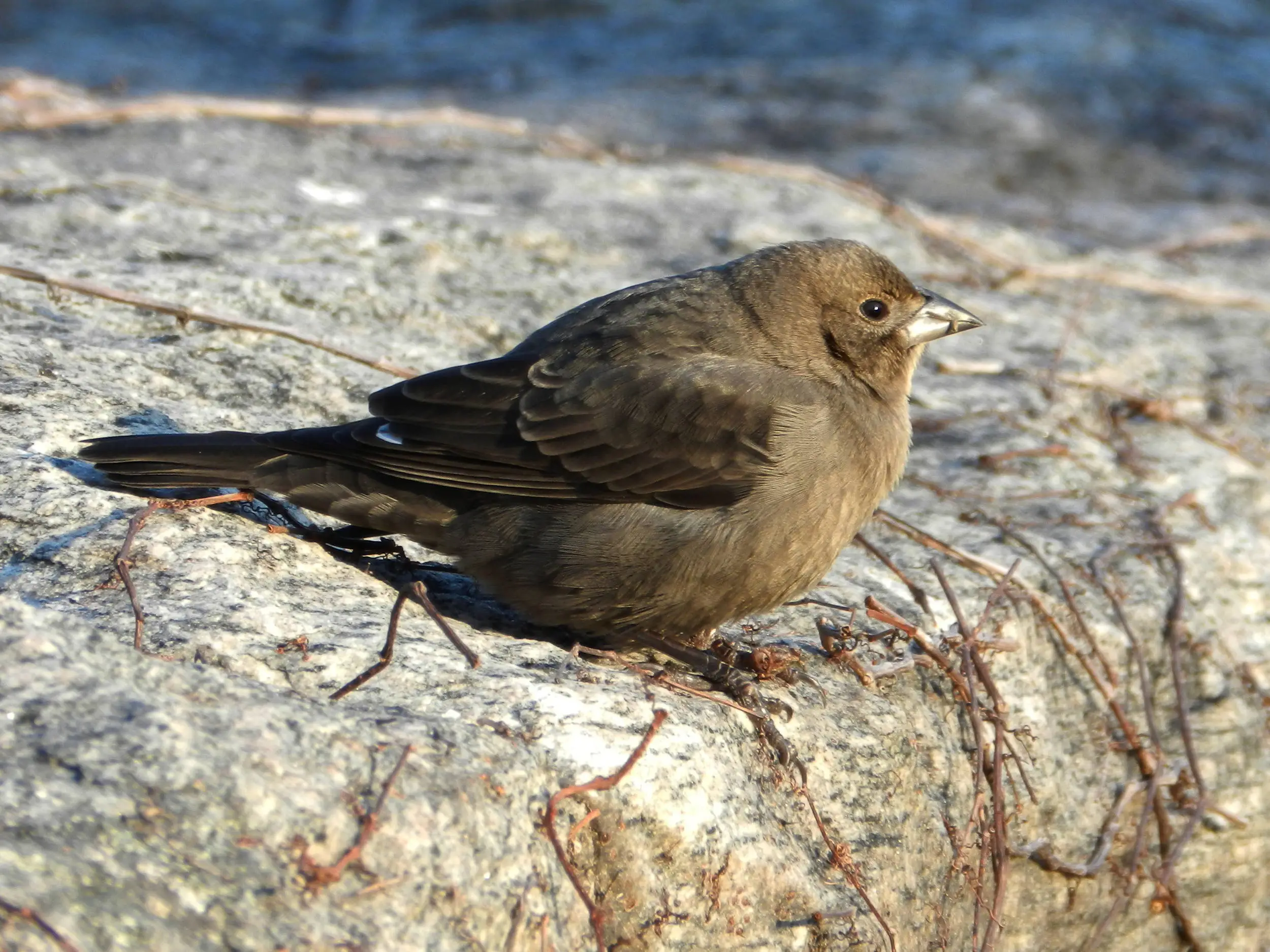 Sparrow on a wall