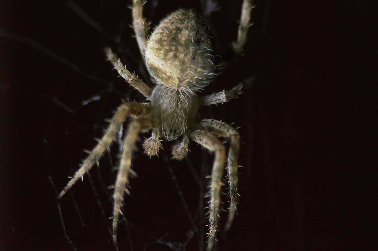 Spider.webp