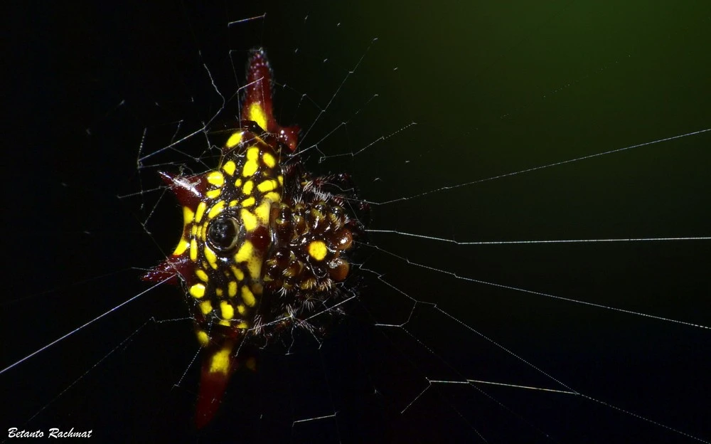 Spider