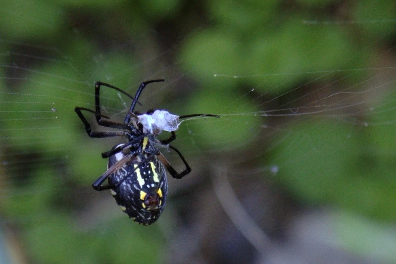 spider1