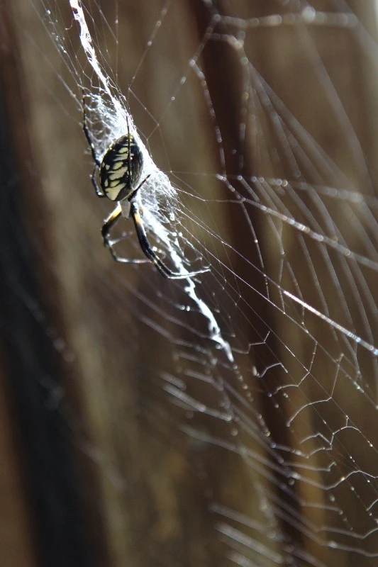 spider2