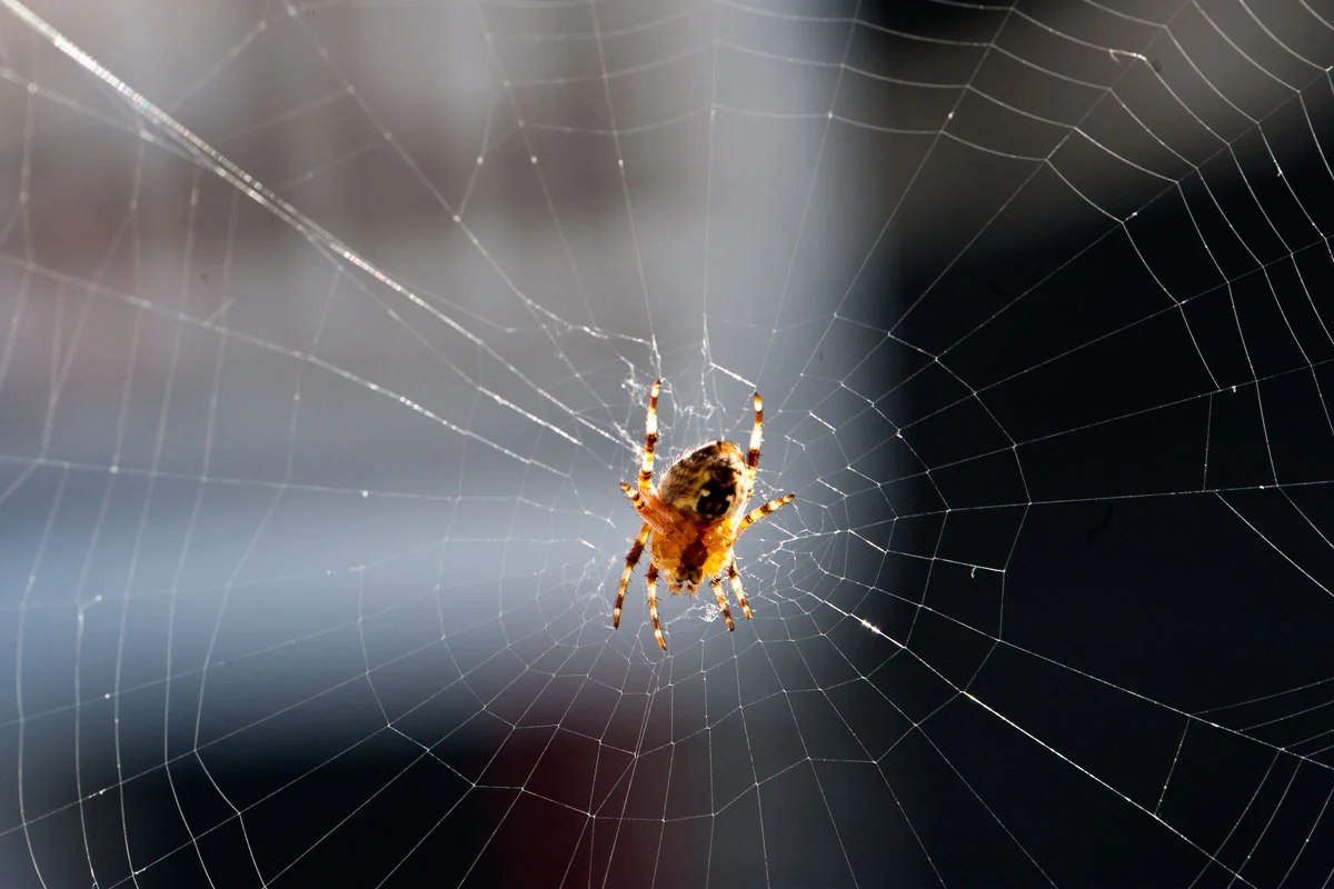 spider3