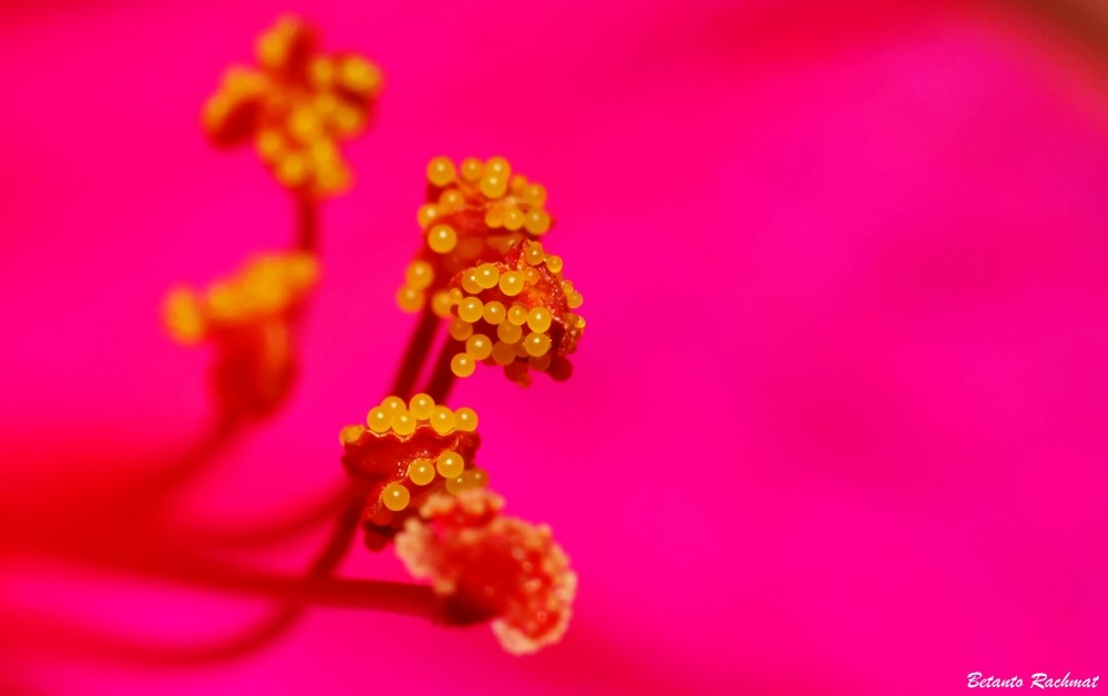 spore