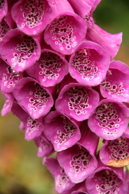 Spotted Flowers