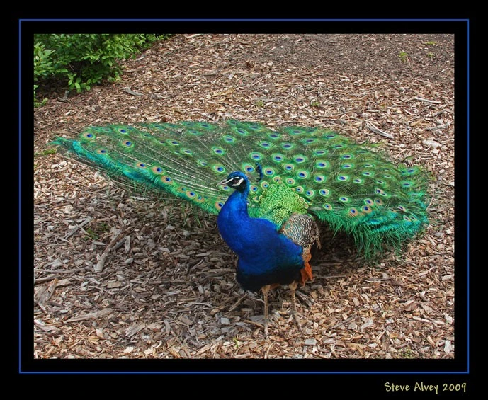Spreading His Feathers