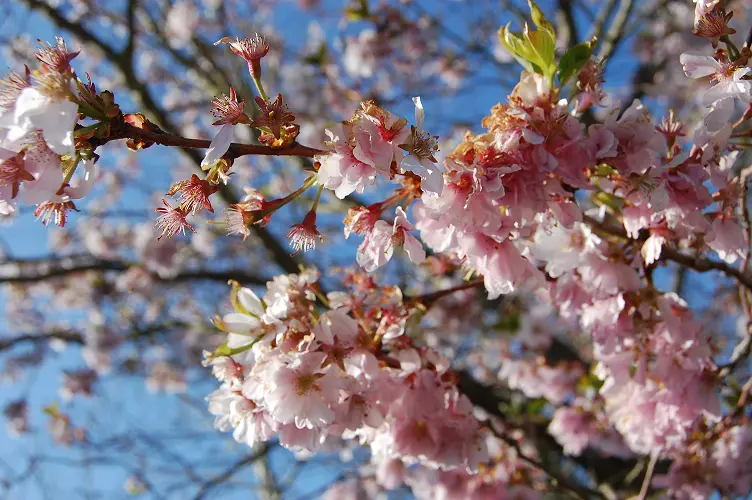 Spring flowers in England