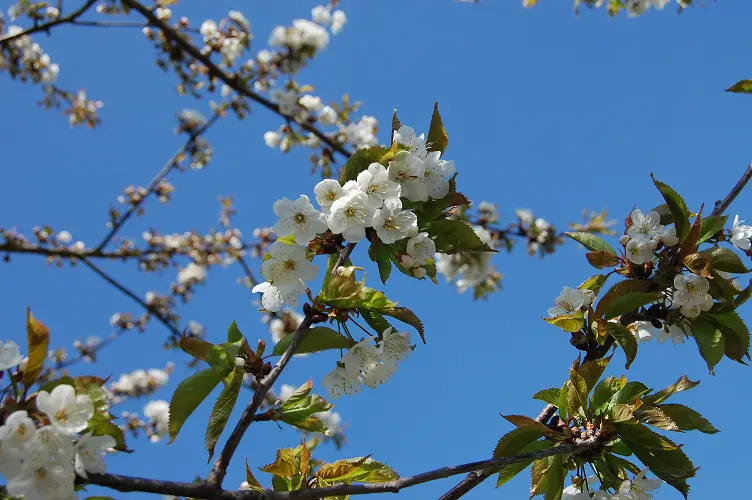 Spring flowers in England