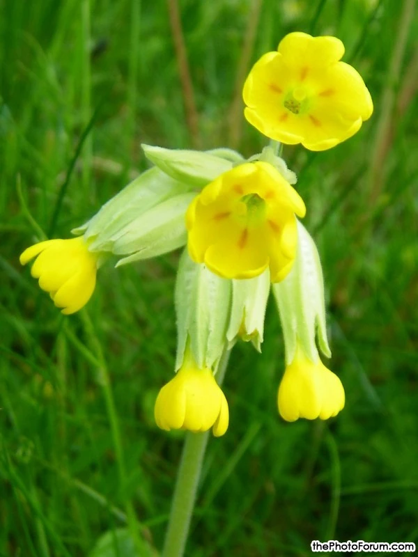 Spring Flowers