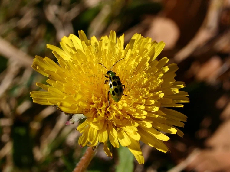 Spring Visitors