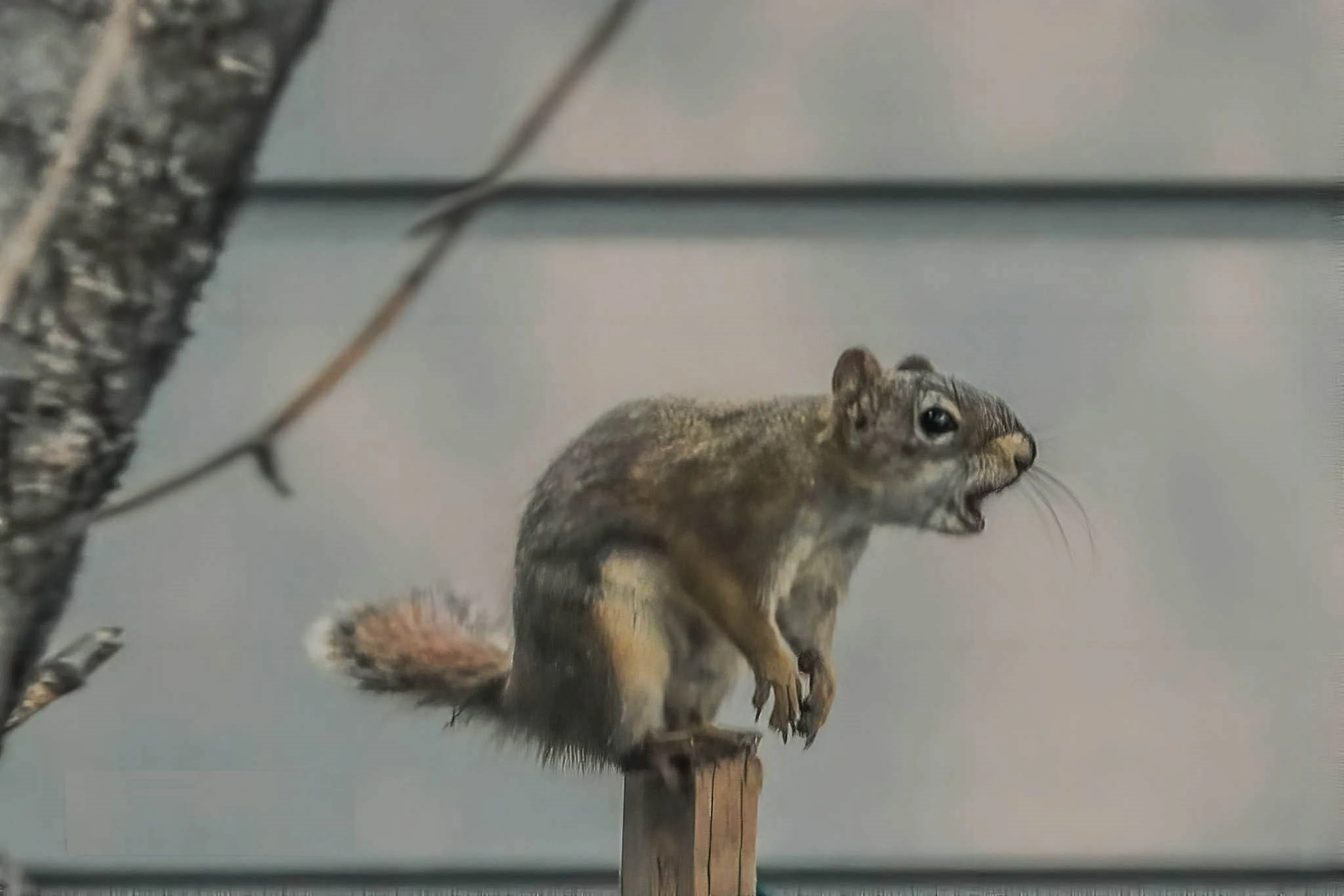 Squirrel Screaming