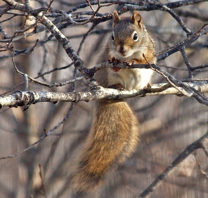 Squirrel watching the feeder