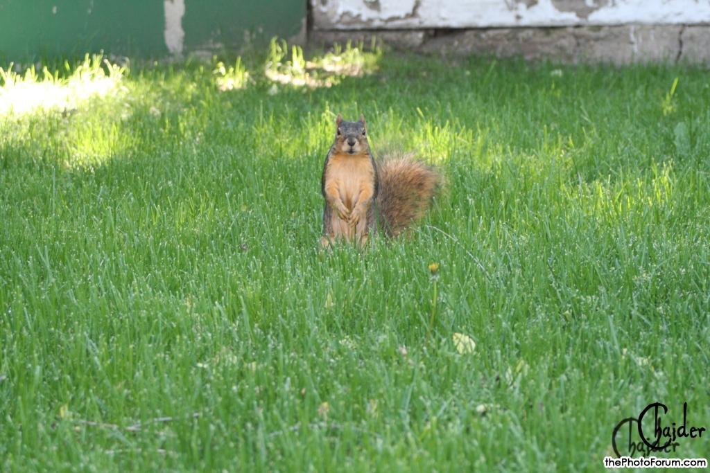 Squirrels in my backyard