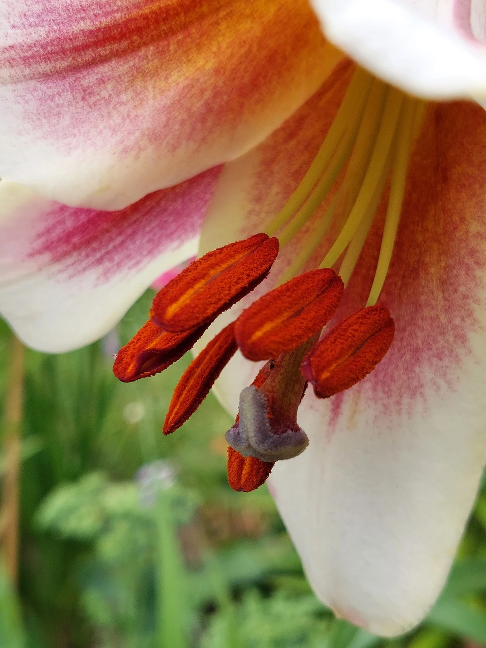 Stamens
