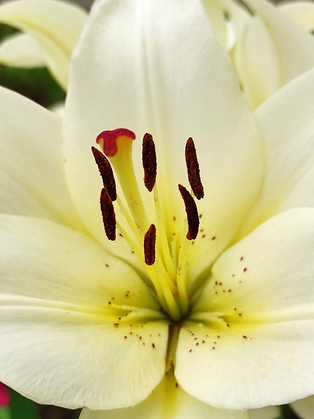 Stamens