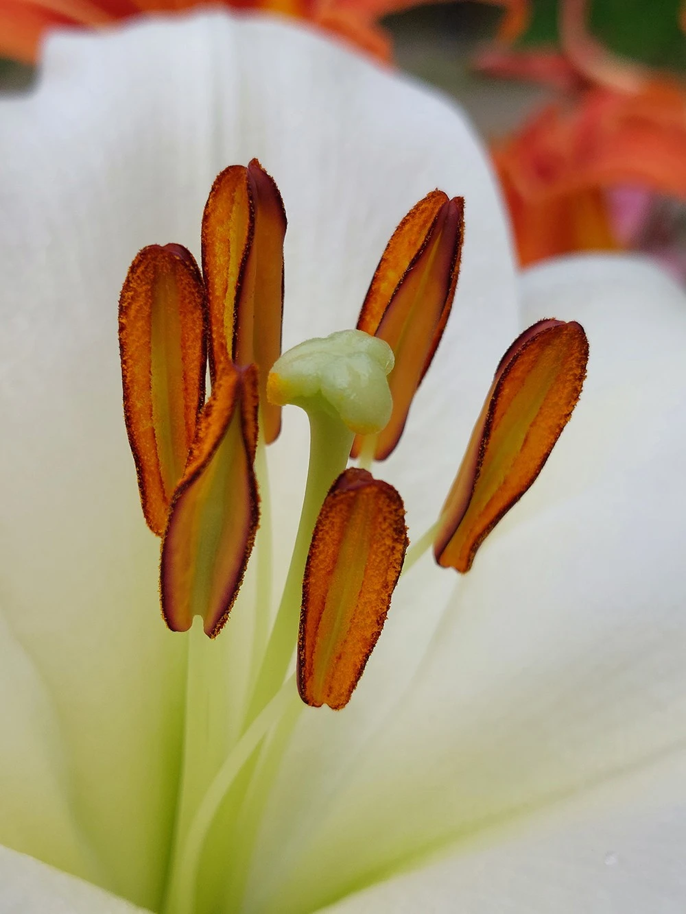 Stamens