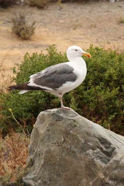 Standing Gull