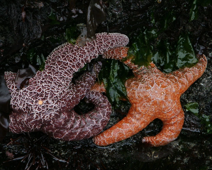 Starfish