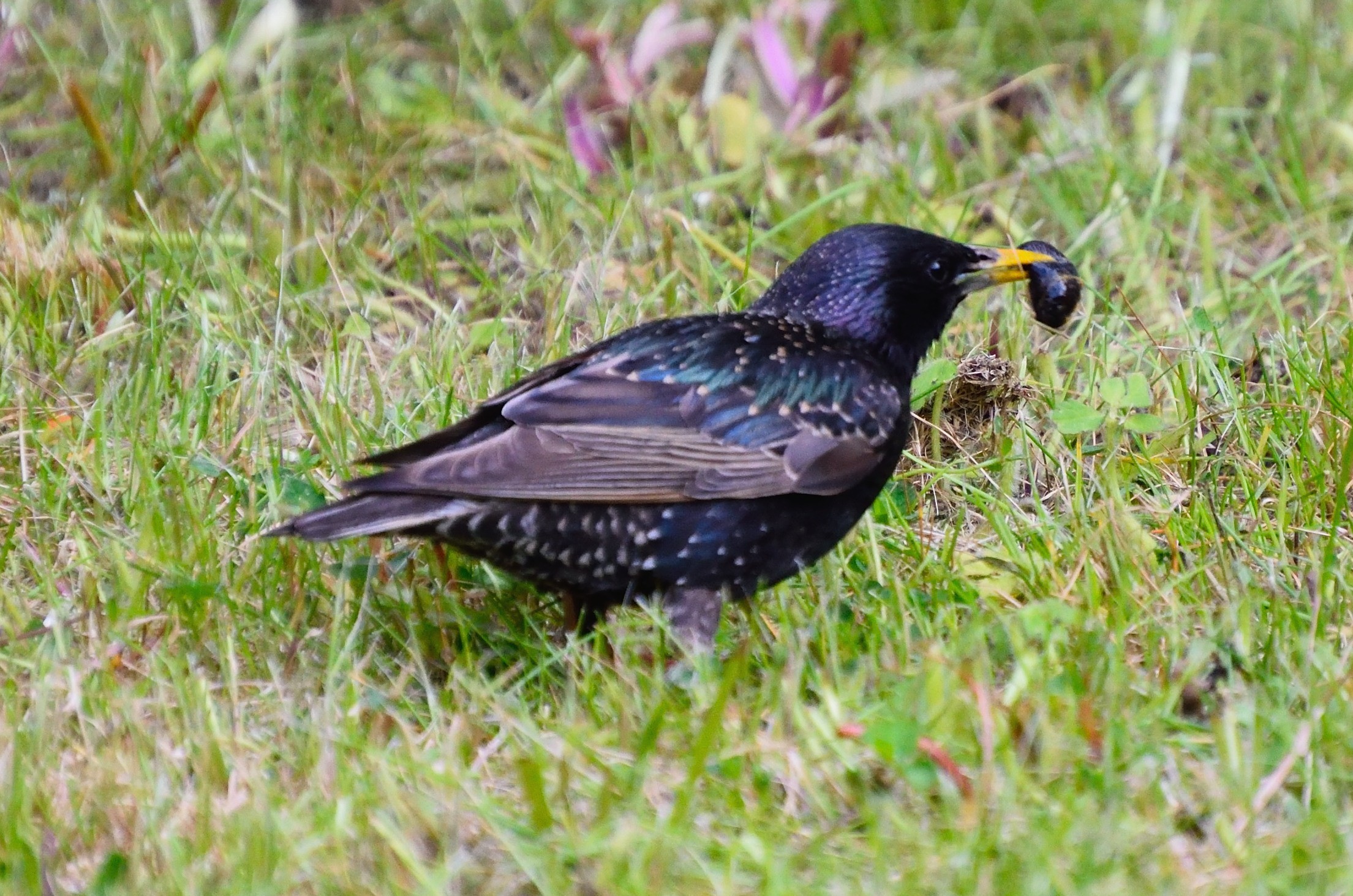 Starling