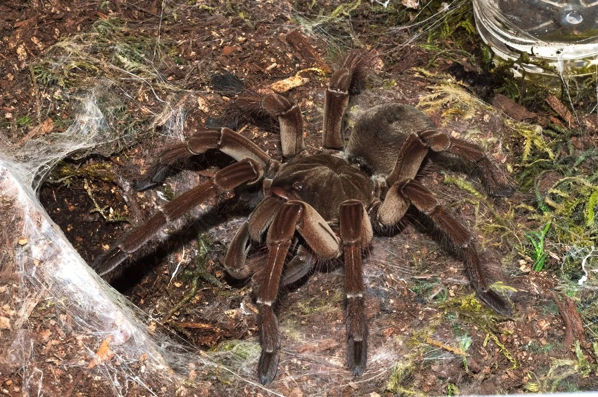 Stirmi.webp