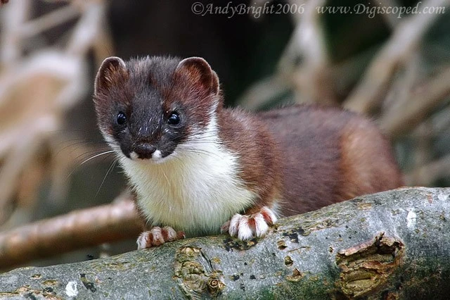 Stoat