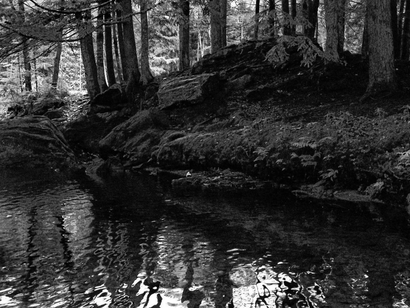 Stream in Maine