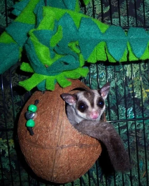 Sugar Glider