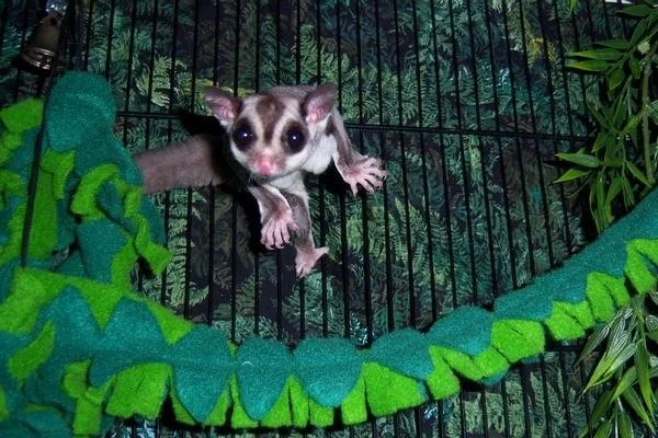 Sugar Glider