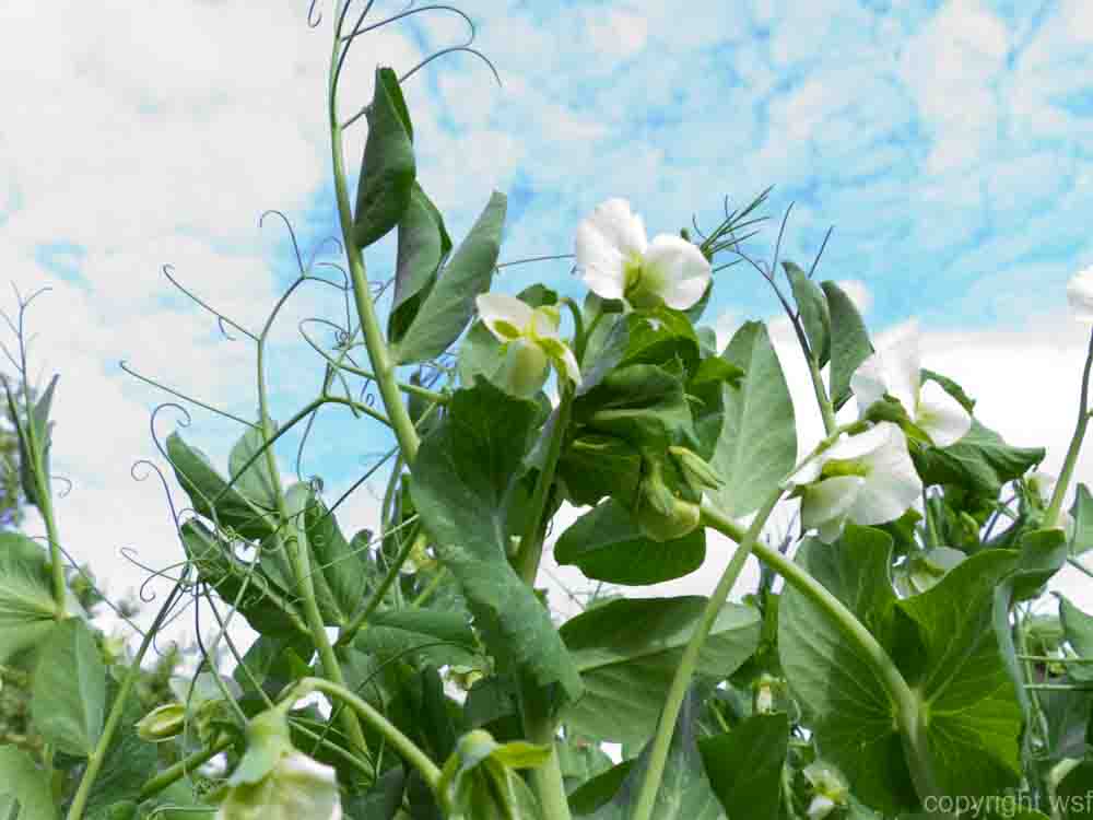 Sugar snap peas