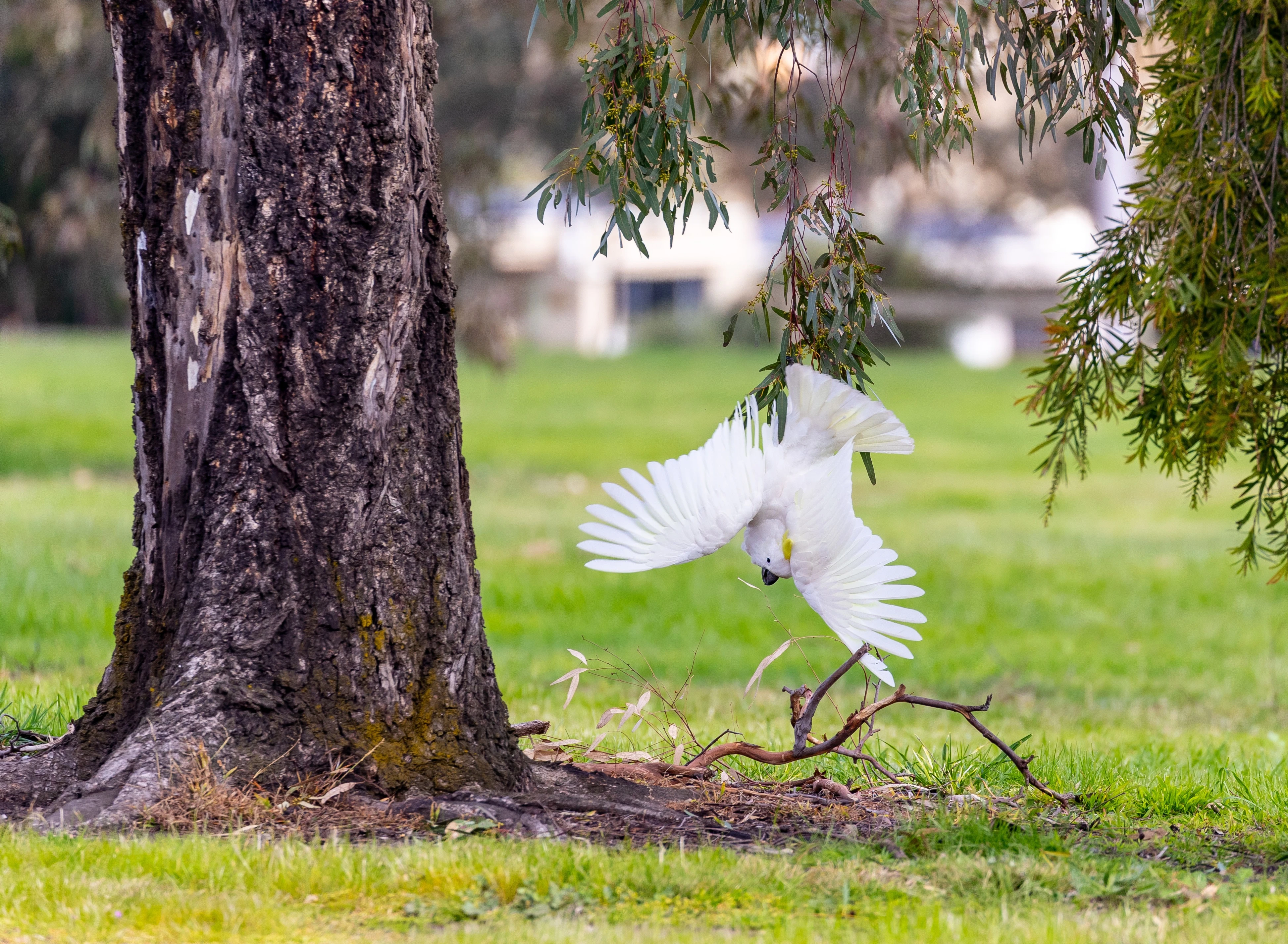 Sulphur-crested cockatoo