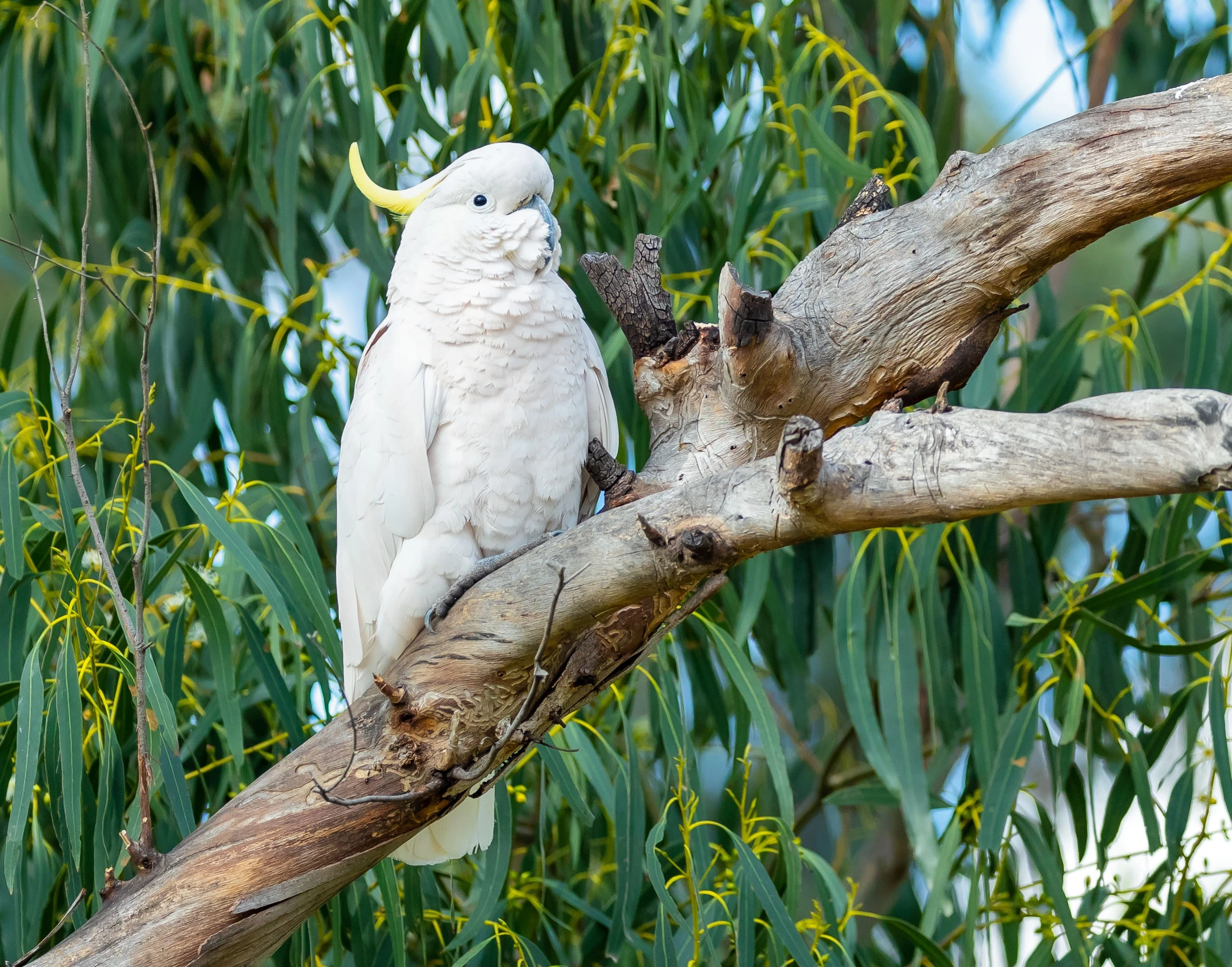 Sulphur-crested cockatoo