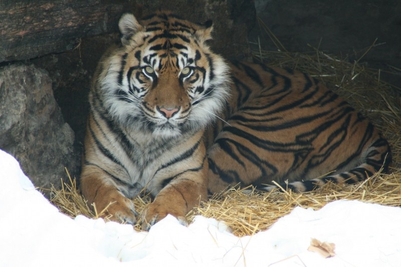 Sumatran Tiger in the Snow