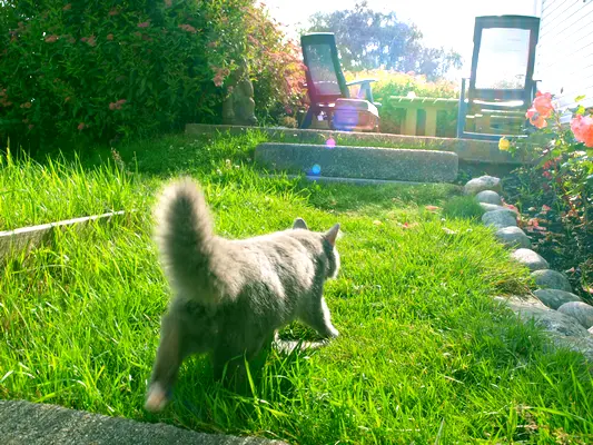 Summer cat