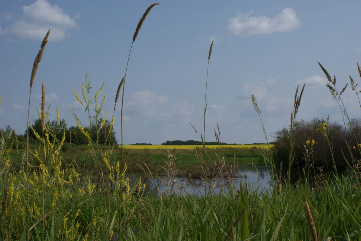 Summer Fields