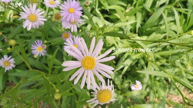 Summer flowers
