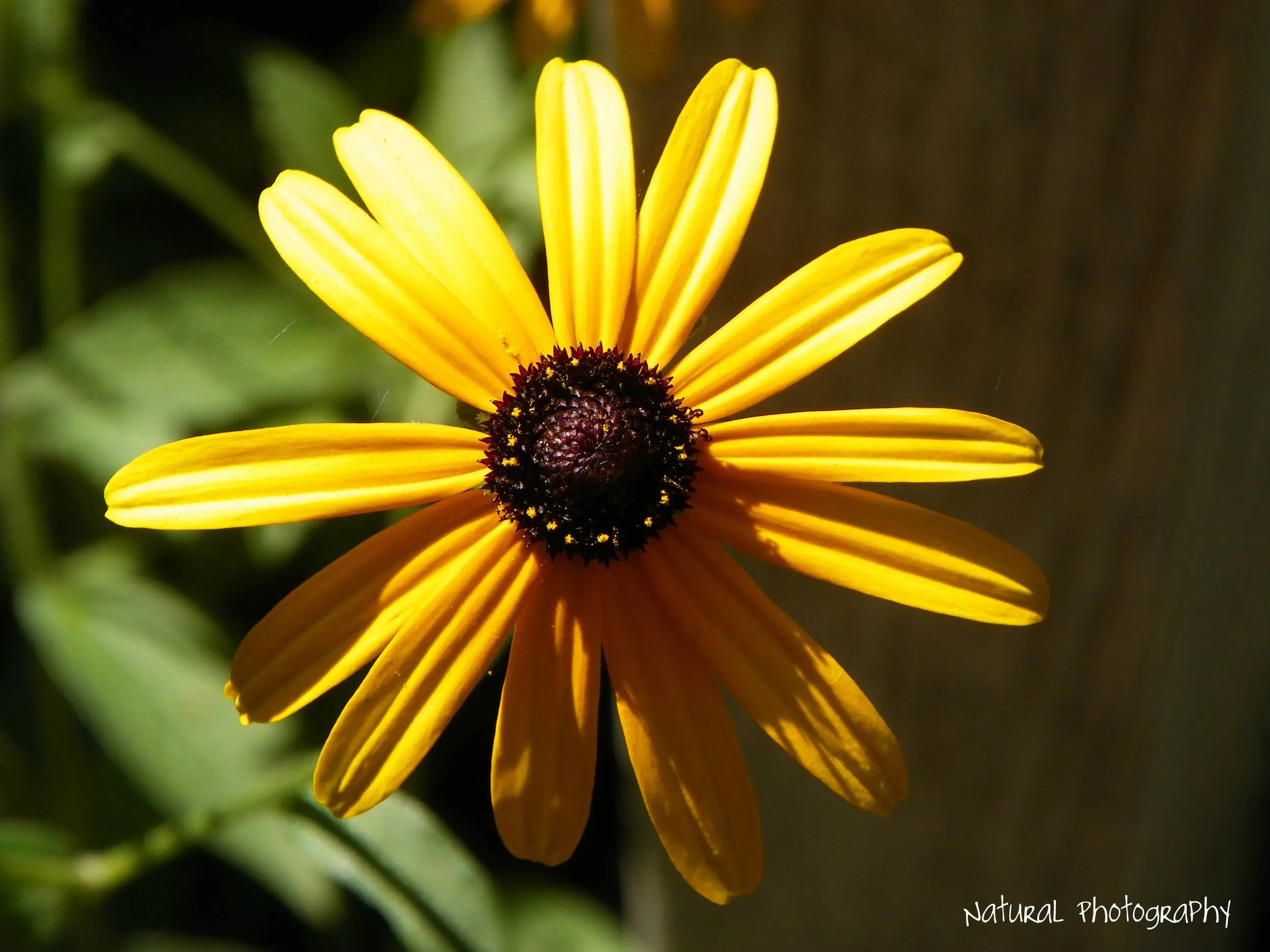 Sunflower in the Butterfly Garden