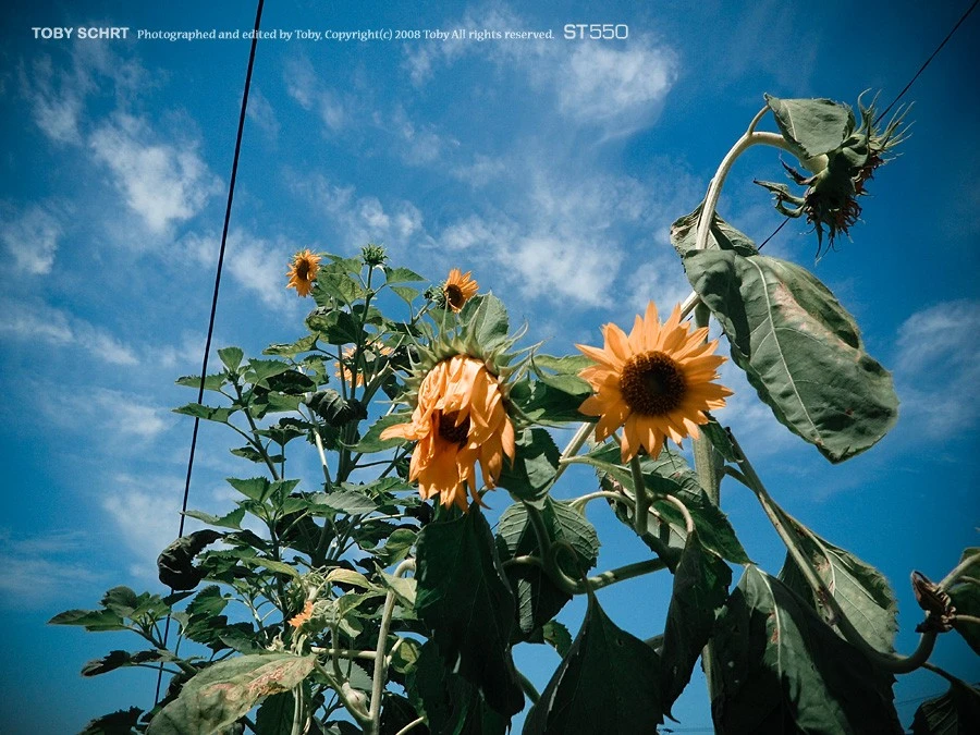 Sunflower