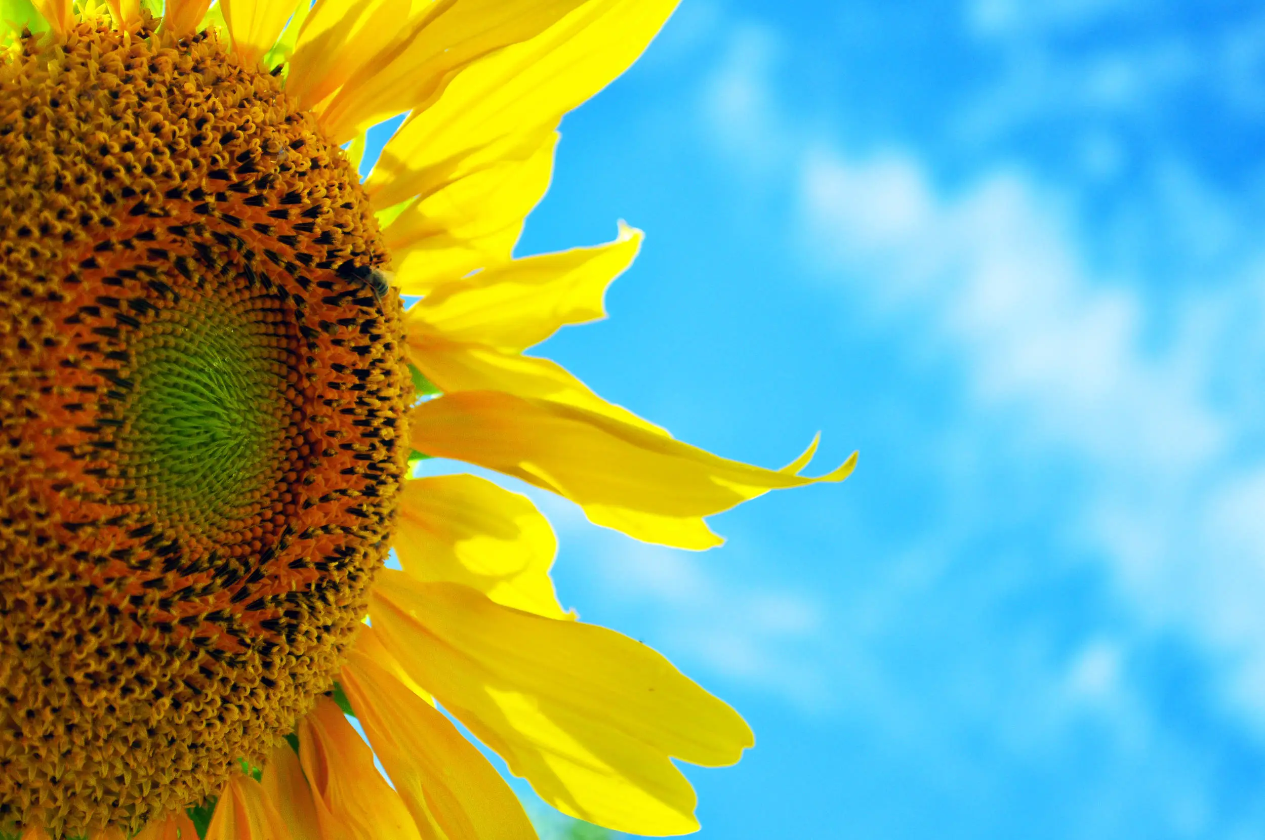 sunflower3