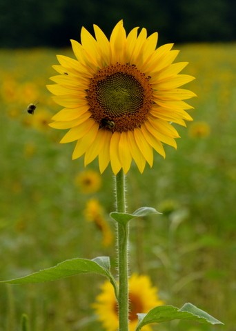 Sunflowers