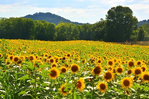 Sunflowers