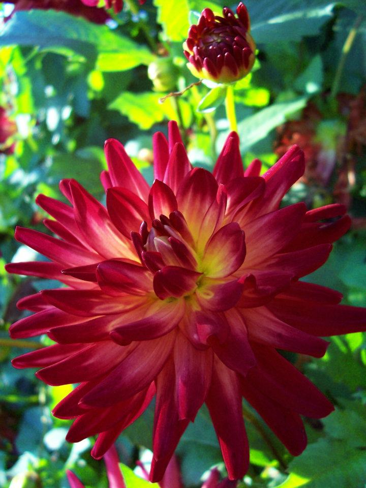 Sunny Dahlia