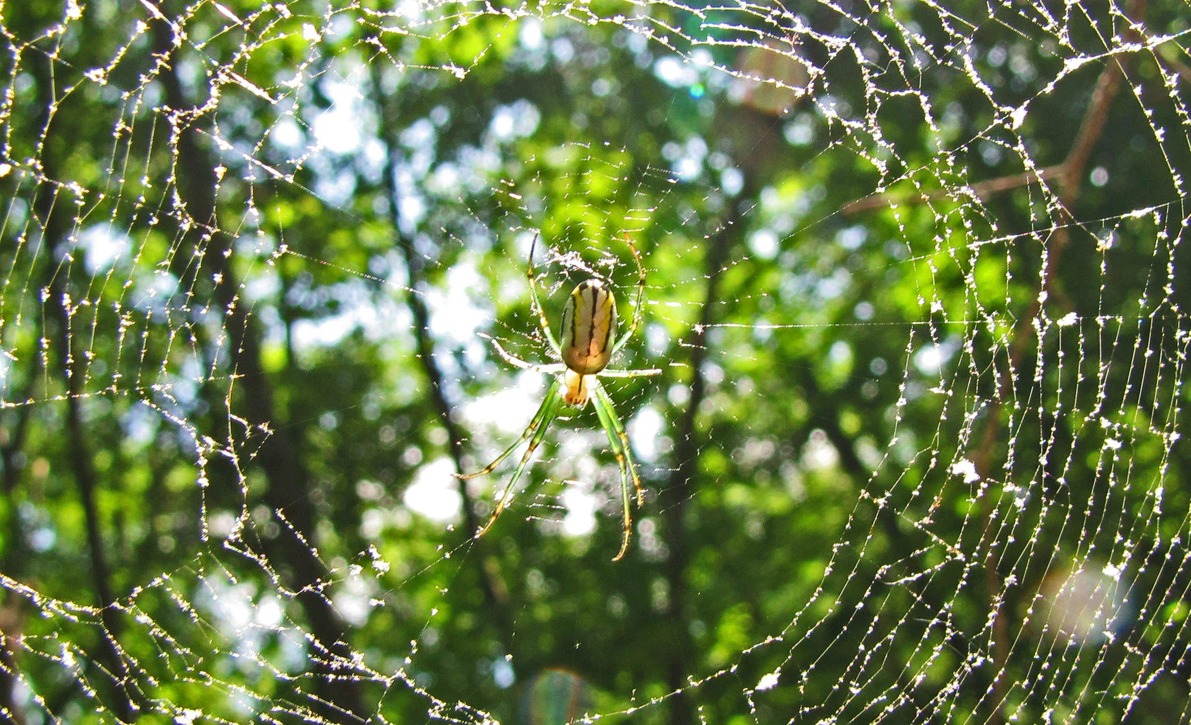 Sunny Spider