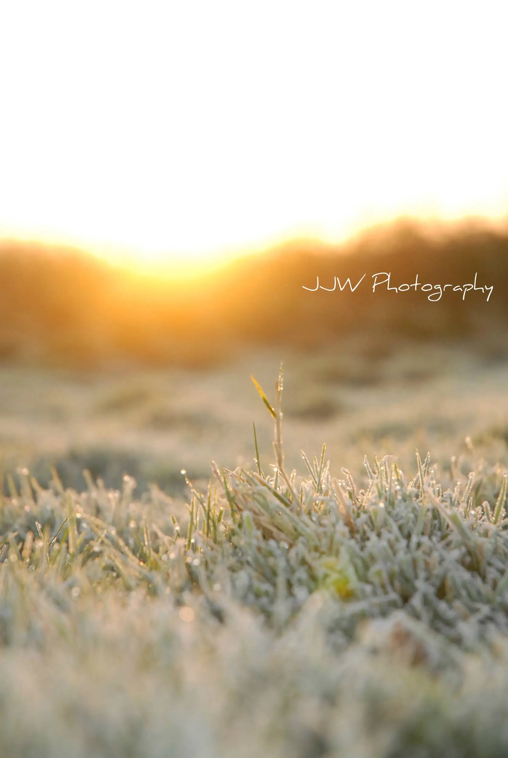 Sunrise Through The Frost