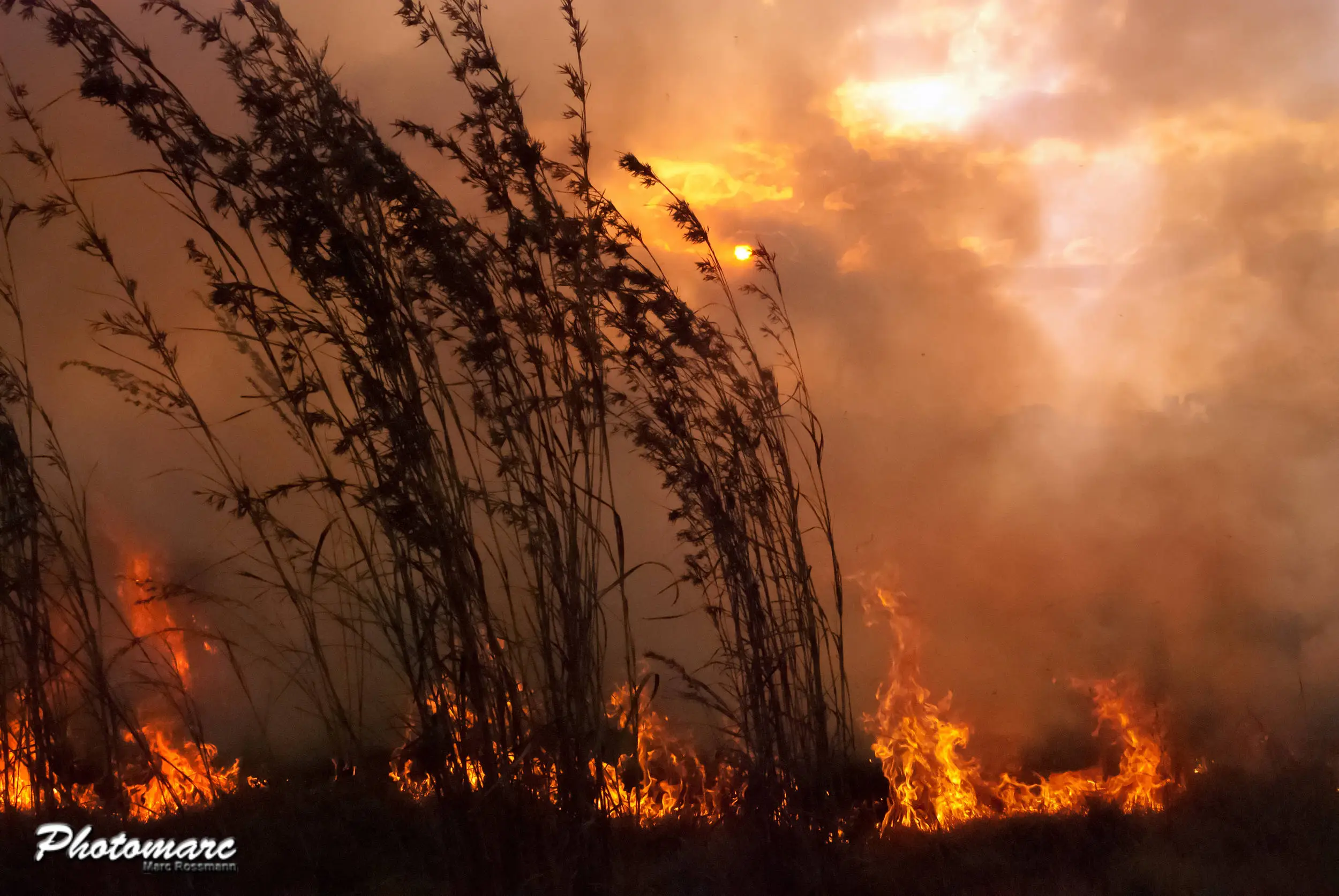 Sunset bush fire