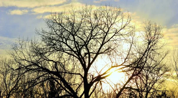 Sunset Silhouette