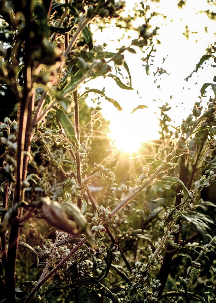 Sunset Through The Flowers