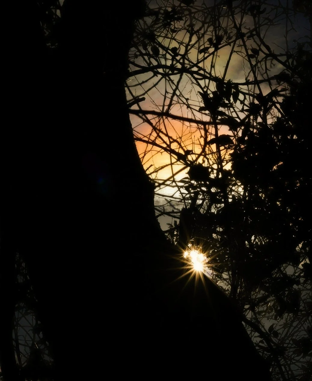 Sunset thru tree in garden