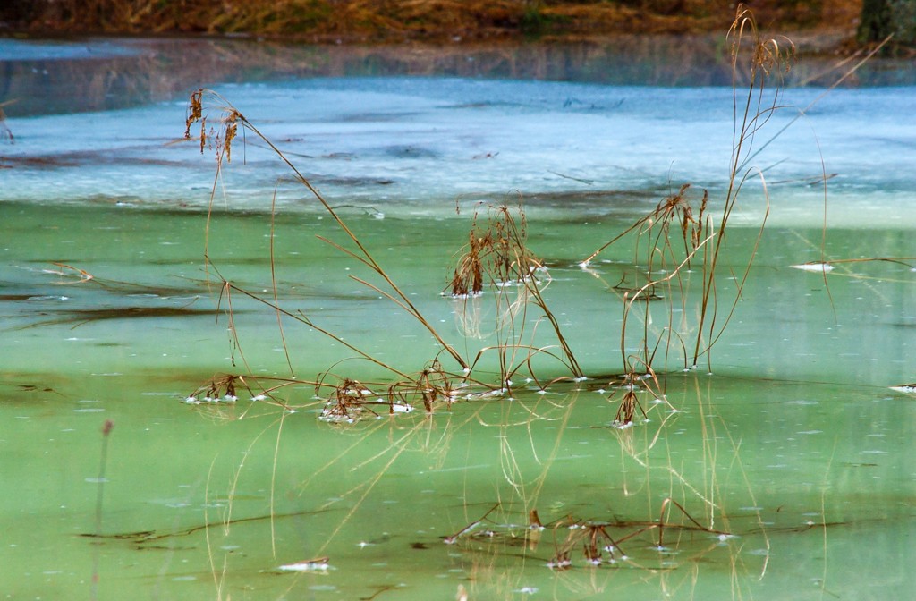 Swamp Grass in Blue and Green Ice #1 (D1H)