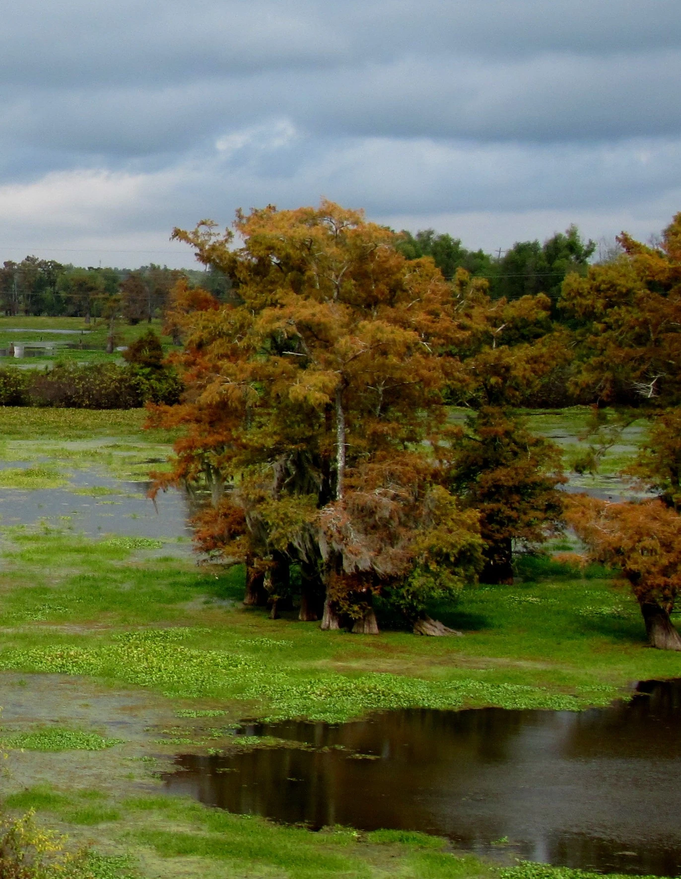 swamp two
