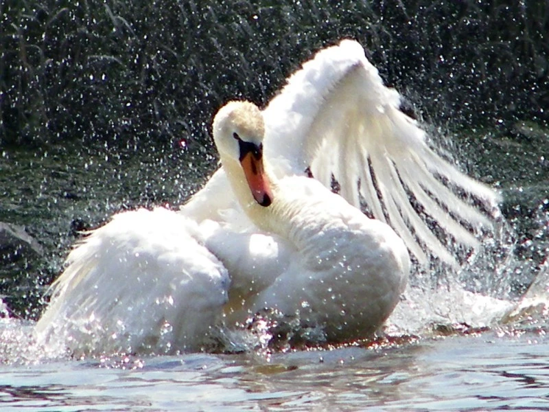 Swan on the River