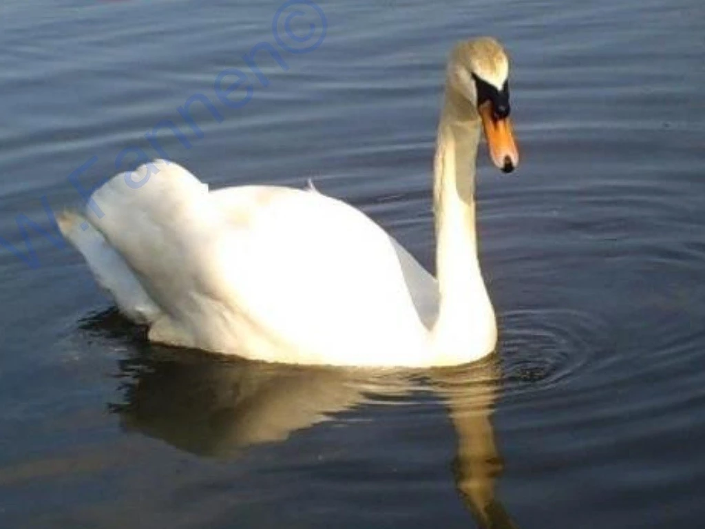 Swan